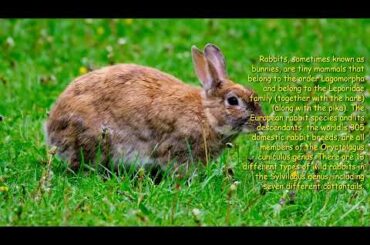 Funny and Cute  Bunny Rabbit Videos /  Sleeping Bunnies - Lovely