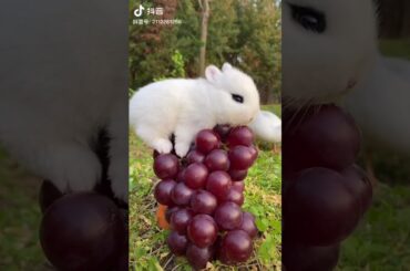 Funny and Cute Baby Bunny Rabbit Videos Eating Tiktok Viral video | cute animals videos 2021