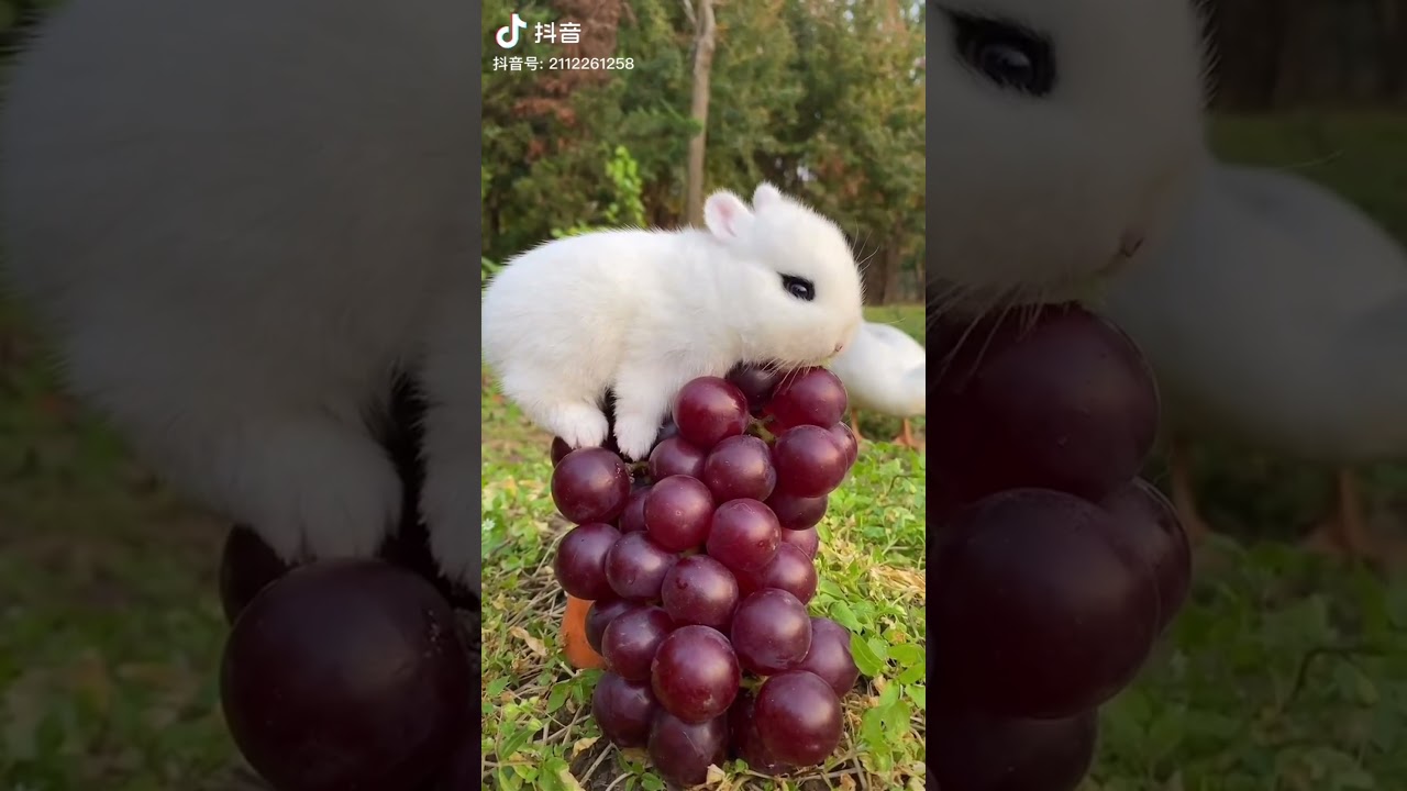Funny and Cute Baby Bunny Rabbit Videos Eating Tiktok Viral video | cute animals videos 2021