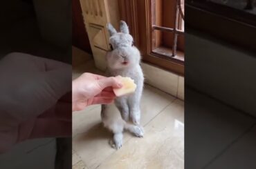 cute bunny apple / rabbits video /baby rabbit #bunny #rabbit #cute #shorts