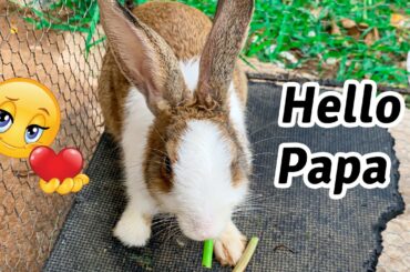 Cute Rabbit | asmr eating - hello papa | Dacy and Maya