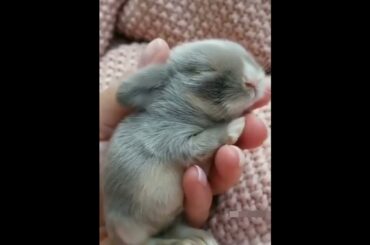 cute baby bunny in hand / rabbits video / baby rabbit #bunny #rabbit #cute #shorts