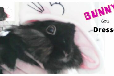 Binky bunny gets dressed / bunny cuteness / cute bunny wears clothes