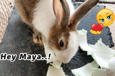 Cute Rabbit | Handsome rabbit Maya like cabbage the most | Dacy and Maya
