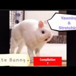 Cute Rabbit yawning and stretching (Compilation 1)