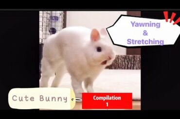 Cute Rabbit yawning and stretching (Compilation 1)