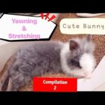 Cute Rabbit yawning and stretching (Compilation 2)