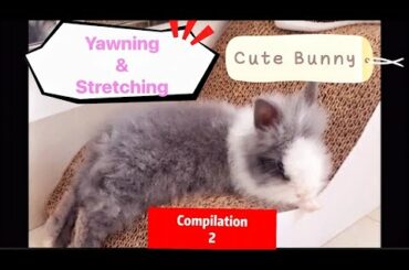 Cute Rabbit yawning and stretching (Compilation 2)