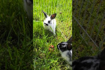 cute baby bunnies eating grass #shorts