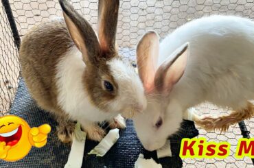 Cute Rabbit | asmr cute rabbit kissing each other - so sweet | Dacy and Maya