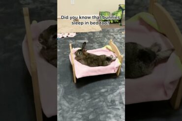 Cute Bunny Sleeps in Bed!? #shorts
