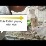 Cute Rabbit/bunny/khargosh playing with kids