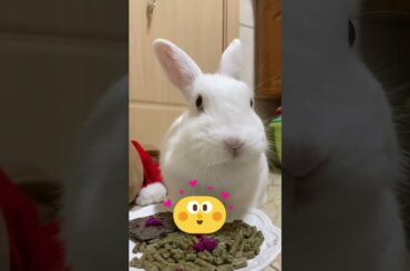 Awesome animals for satisfying - Cute Rabbit Eating Best Food ASMR Relaxing #15 #Shorts