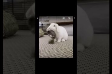 Cute rabbit overturns its food bowl