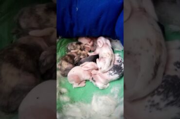 Sleeping Baby Bunnies (So Cute Bunny) #shorts