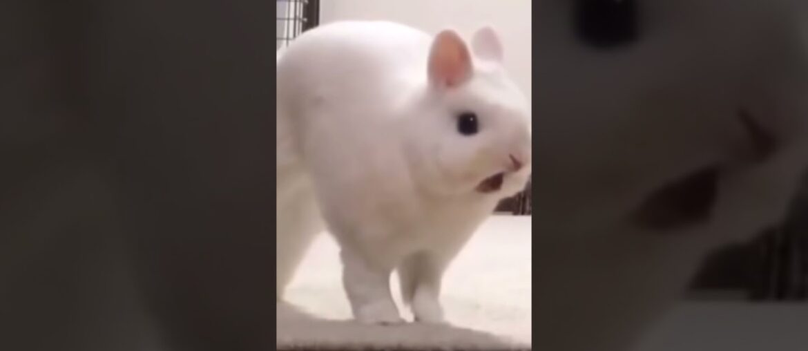The cute bunny is yawning and stretching!