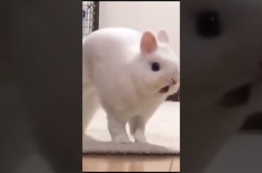 The cute bunny is yawning and stretching!