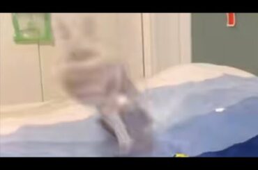 Cute rabbit looks like a Spinning Top and loosing control