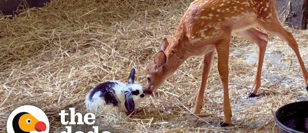 Baby Deer Only Takes Naps With Her Baby Bunny | The Dodo Odd Couples Baby Deer Only Takes Naps With Her Baby Bunny | The Dodo Odd Couples