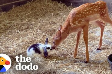 Baby Deer Only Takes Naps With Her Baby Bunny | The Dodo Odd Couples