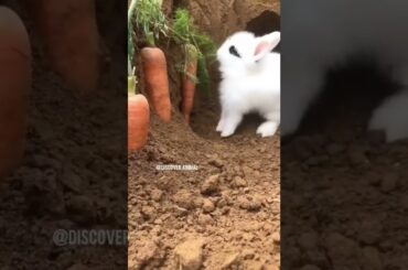 Cute Rabbit