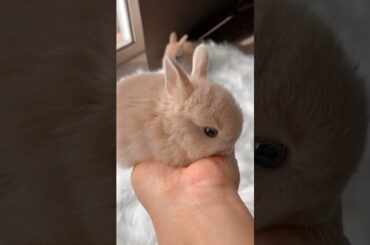 Cute Rabbit #shorts