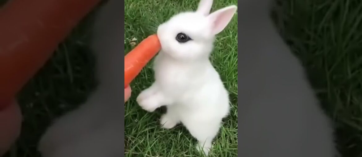 cute rabbit doing cute things #shorts