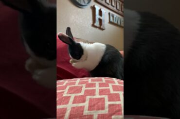 cute bunny grooms himself