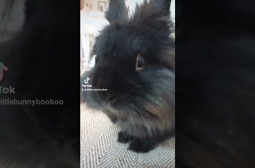 cute bunny I'm mummy's baby #bunny