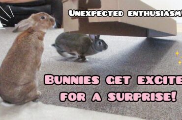 Cute Bunnies Get Excited for a Surprise!