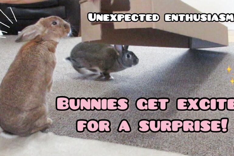 Cute Bunnies Get Excited for a Surprise!
