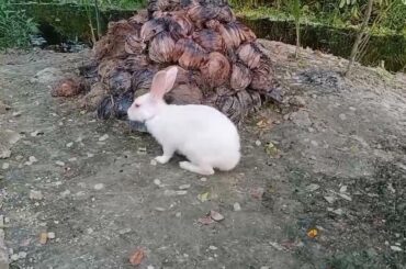 Cute Baby Rabbits Playing Video || Feeding Activities || Bunny Rabbit (Baby Rabbits) Rabbits Video