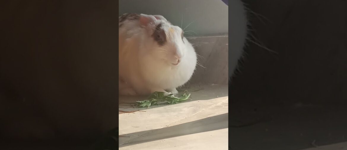 My Cute Rabbit | Pet Rabbit