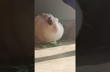 My Cute Rabbit | Pet Rabbit