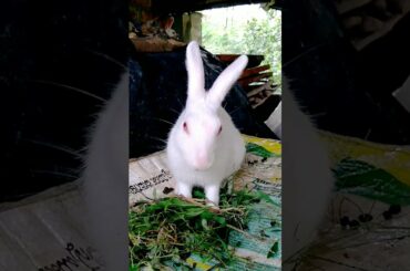 Cute rabbit - animals video / cute bunny #shorts #rabbit