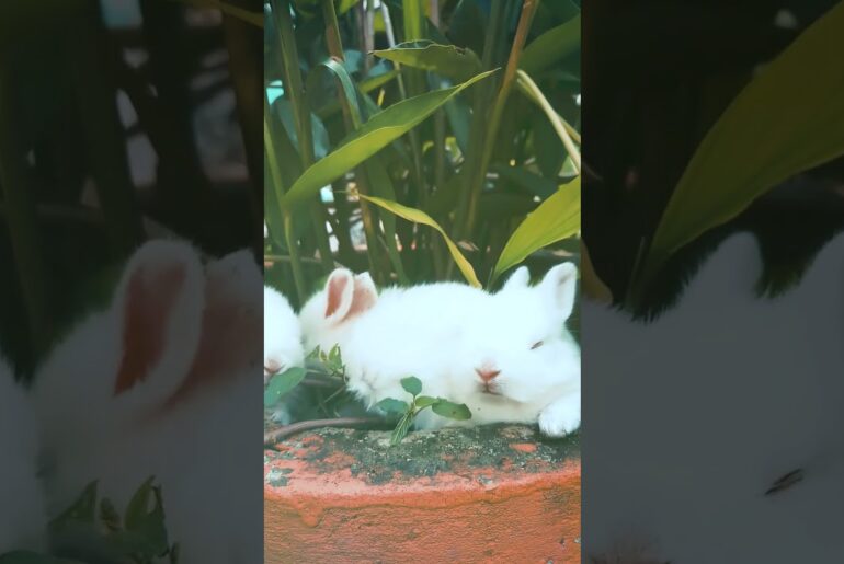 Cute Rabbit | Bunny rabbit kids #rabbit #bunny #cute #funny #shorts