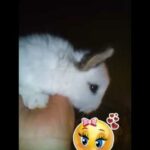 My Extra Cute Rabbit Baby Bunny Shorts Video: Baby Animal Video, #bunny   @Animals Kingdom
