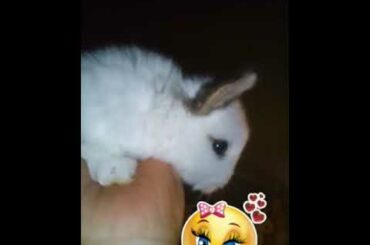 My Extra Cute Rabbit Baby Bunny Shorts Video: Baby Animal Video, #bunny   @Animals Kingdom