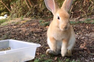 Have you ever seen such a cute baby rabbit?