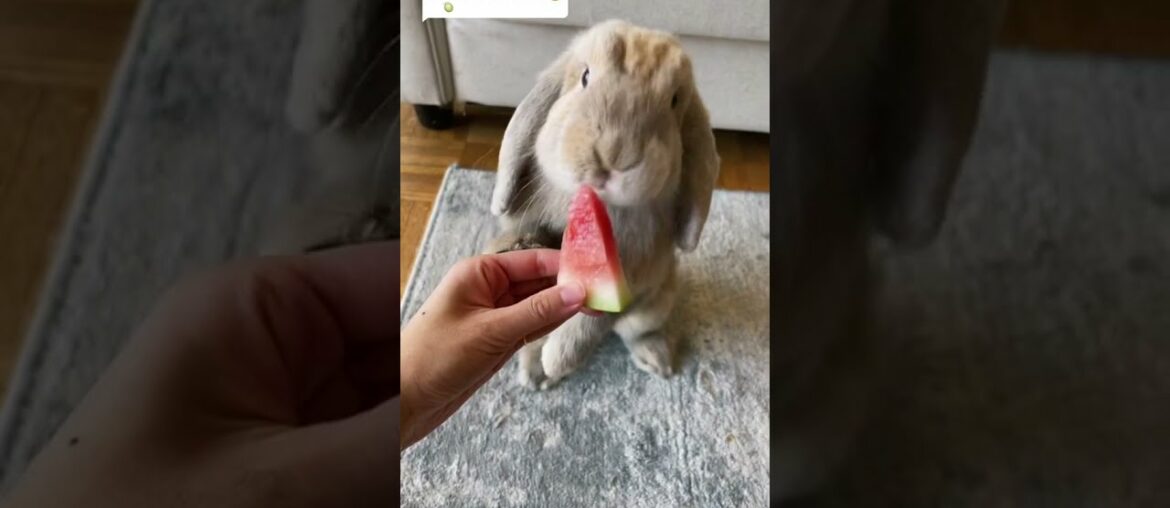 Cute rabbit eating watermelon // rabbit videos // animal videos