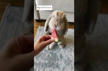Cute rabbit eating watermelon // rabbit videos // animal videos
