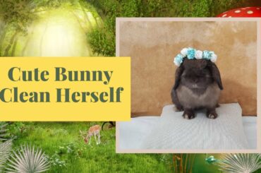 Cute Bunny Clean Herself, Rabbit Washing Face