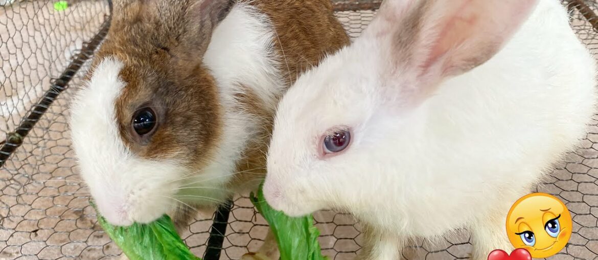 Funny Cute Rabbit eating show - fresh green cabbage | DIY Cambodge