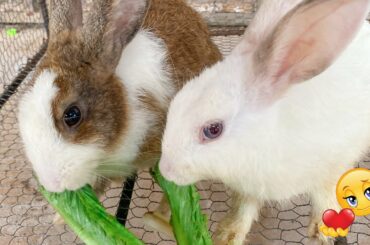 Funny Cute Rabbit eating show - fresh green cabbage | DIY Cambodge