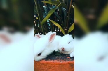 Funny cute rabbit | cute pets | Yhong Official