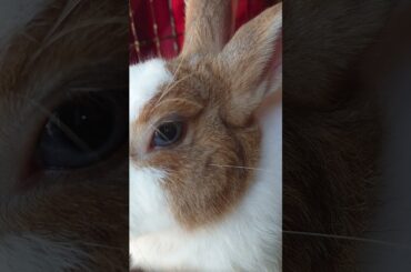 Cute Rabbit life. #shorts