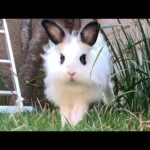 Happy Bunny Running free Slo-Motion | Lily Bobtail