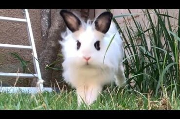 Happy Bunny Running free Slo-Motion | Lily Bobtail