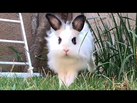 Happy Bunny Running free Slo-Motion | Lily Bobtail