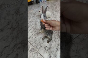 Cute Rabbit Eating #shorts#youtubeshorts#trending